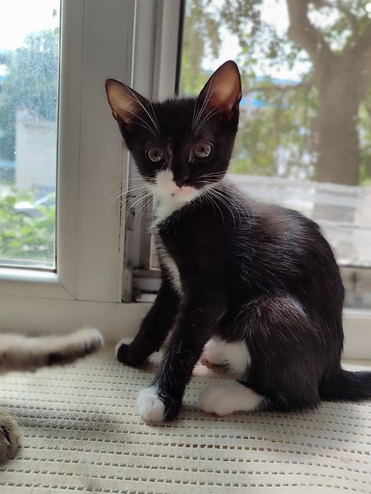 Кошенята в надійні руки