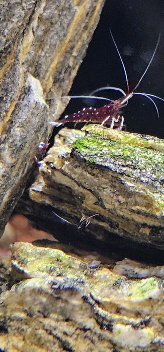 Krewetki Kardynauki (Sulawesi)