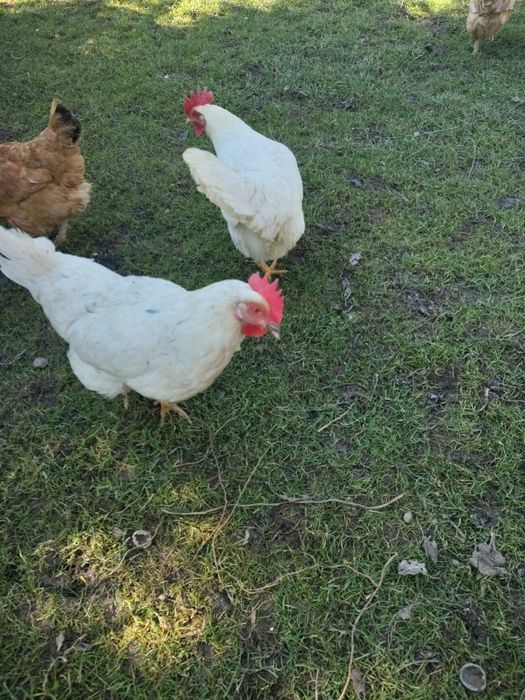 Sprzedam kury nioski