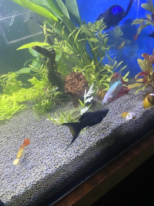 1 macho Moly e 1 casal de platy troco por guppys