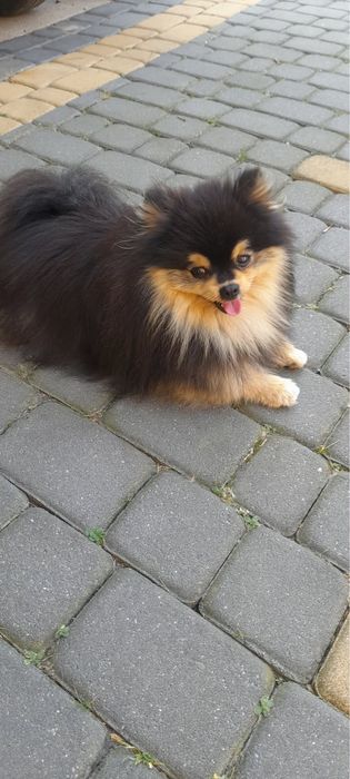 Szpic miniaturowy pomeranian