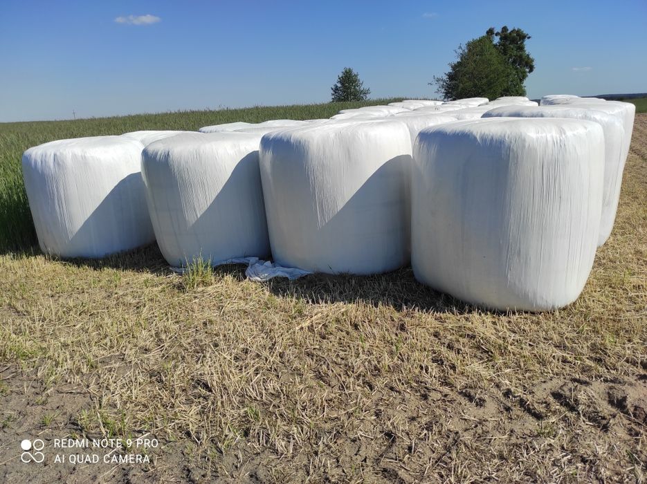 Sianokiszonka lucerna