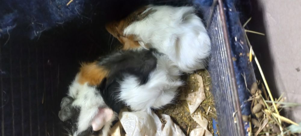 Свинка трехцветная