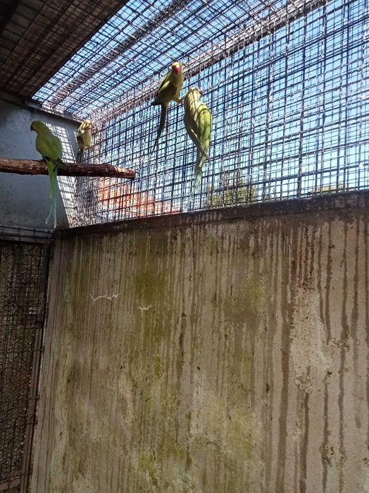 Vários Ring necks para cedencia