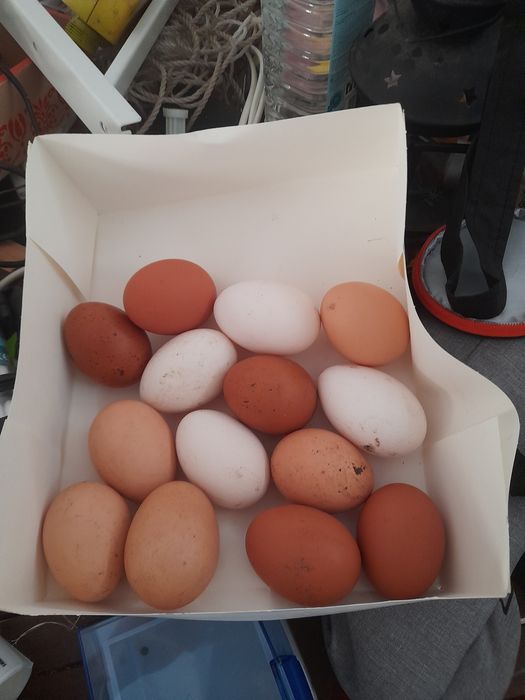 Vendo ovos caseiros