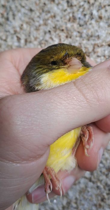 Canarios ponte de lima