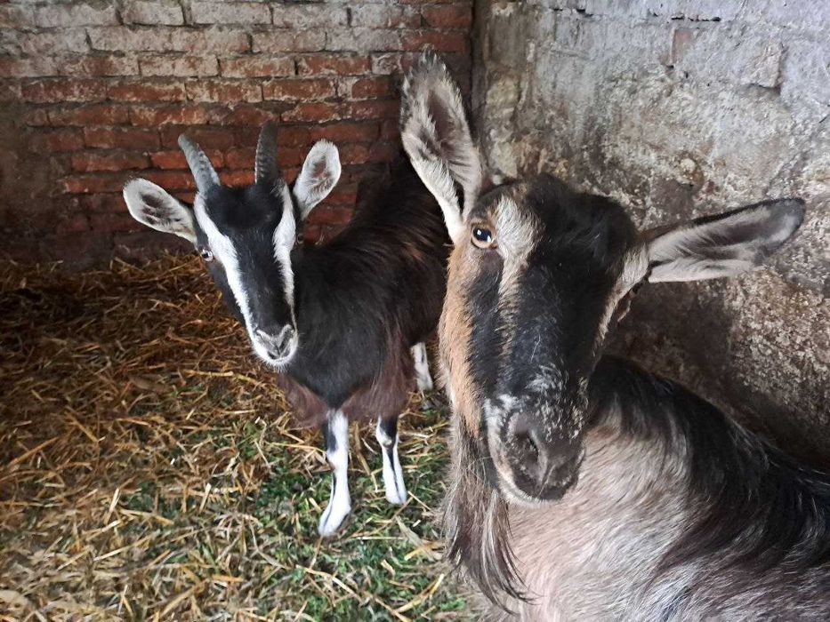 Продаються кози закарпатської породи!!!
