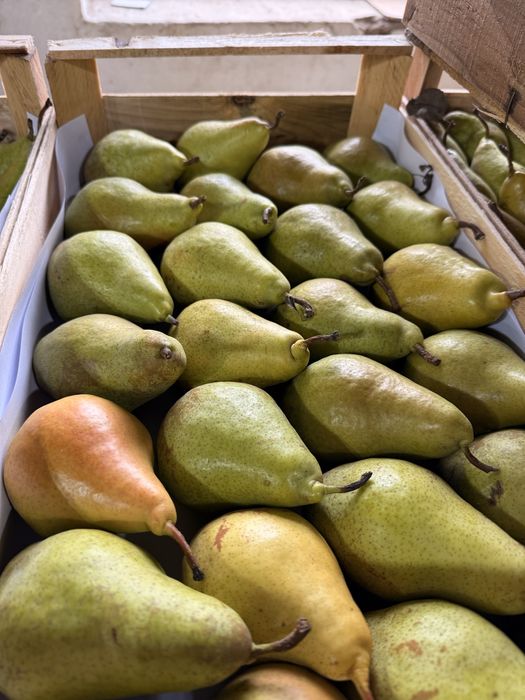 Продам грушу оптом