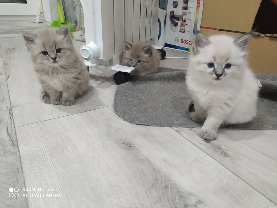 Невский Маскарадный приглашает кошечку на вязку