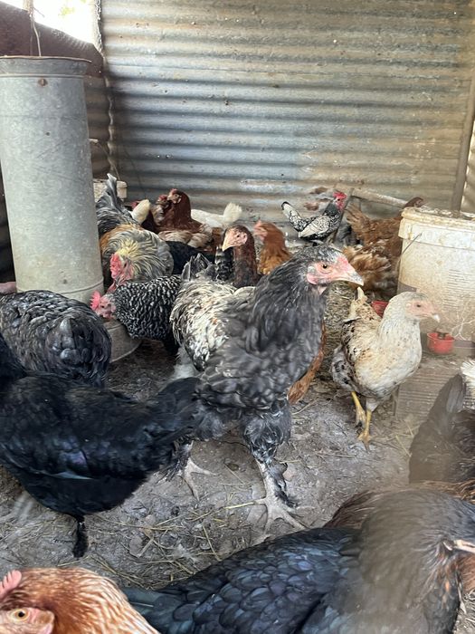 Ovos galandos de várias racas