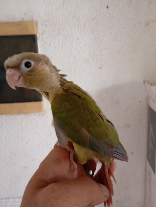 Aves bebes procuram novo lar