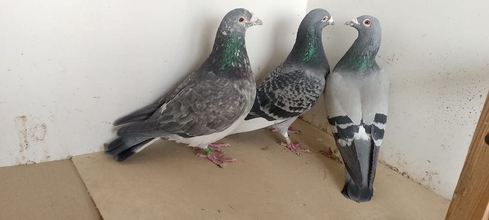 Sprzedam pocztowe samczyki