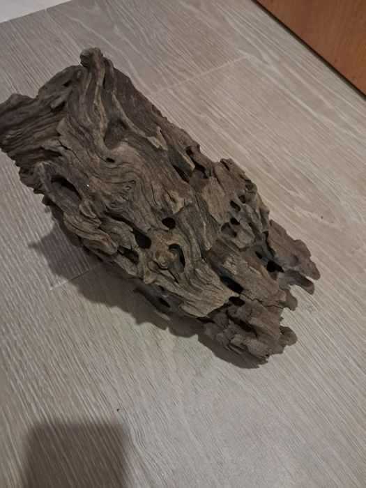 Tronco Dragon wood