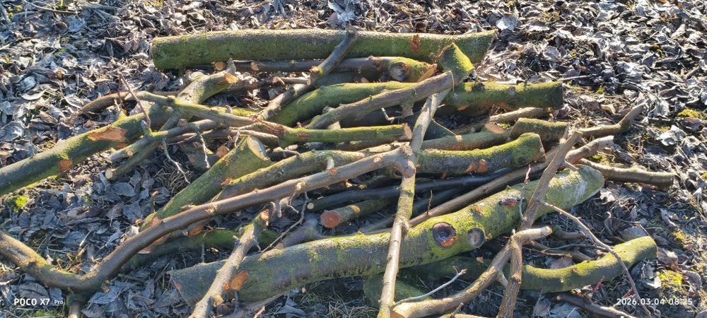 Drewno opałowe Śliwa