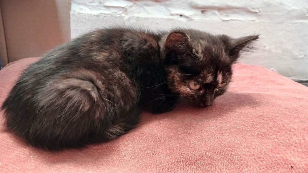 Подарую кошенят в добрі руки віддам безкоштовно