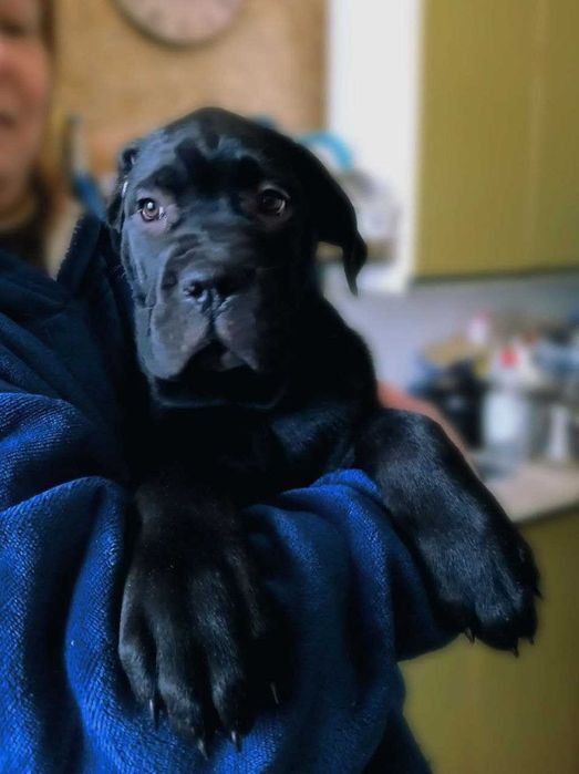 Хлопчик кане корсо