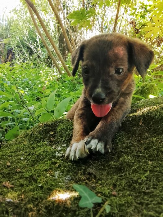 Cachorrinha para adoção responsável