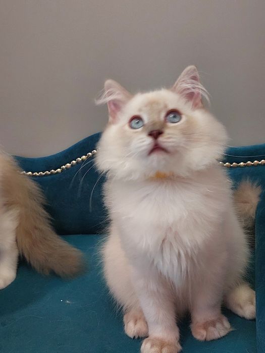 MINDI  koteczka ragdoll FPL/FIFE