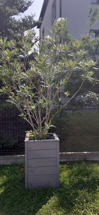 Sprzedam oleander 3sztuki