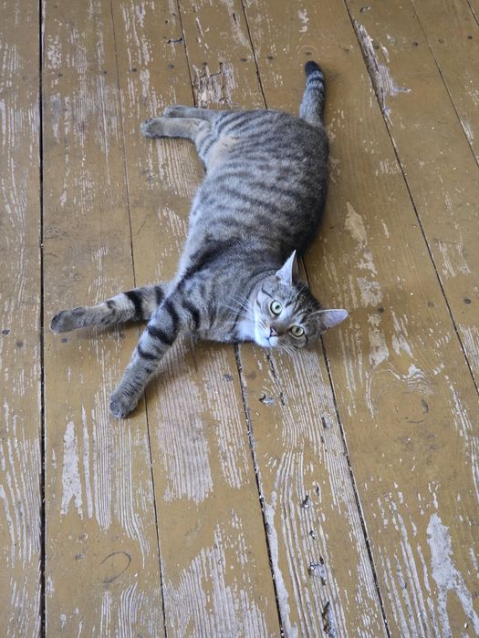 Kotki do adopcji