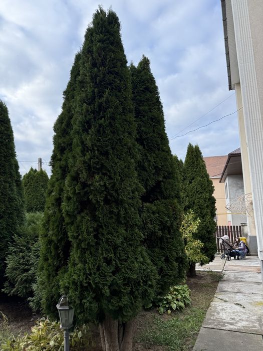 Продам великі туї