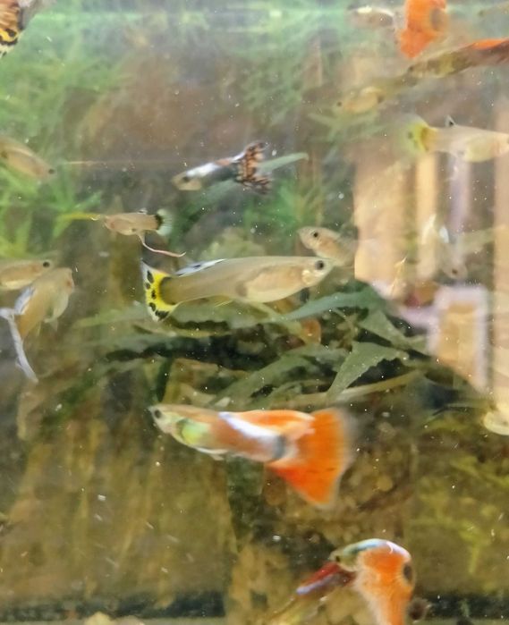 Gupik różne gatunki