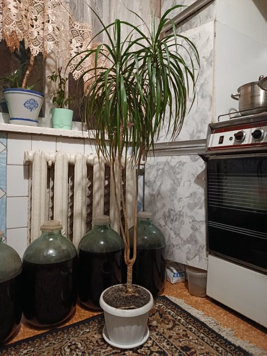 Пальма драцена  1.25