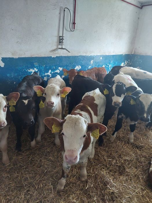 Opasy mięsne do dalszej hodowli