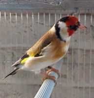 Casal Aves (varias aves)