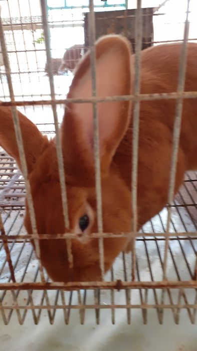 Coelhos Leonardo Borgonha e cruzados gigantes de Flandres