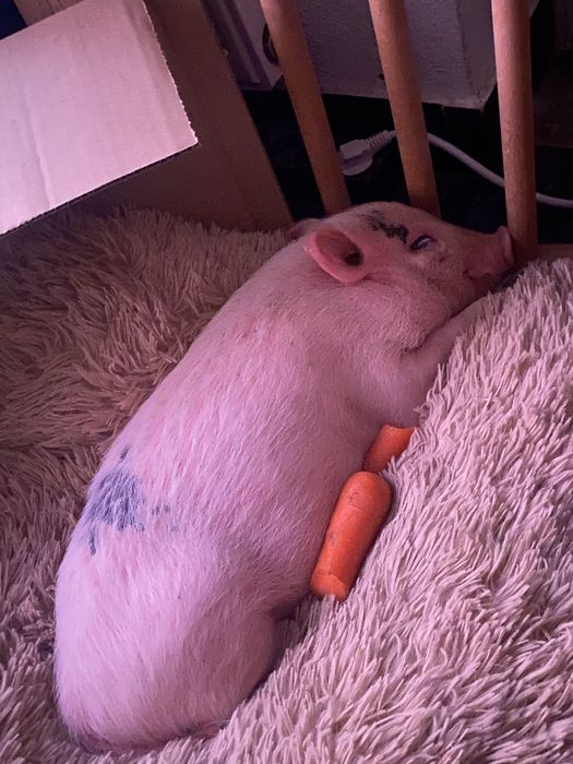 MINI PIG - Mini porco