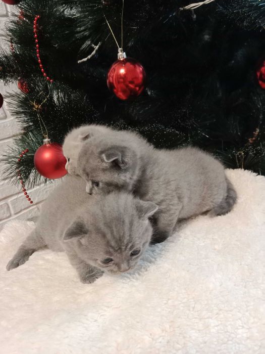 Бронювання шотланських котиків