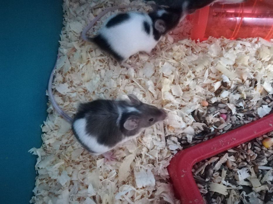 Myszki,myszy w różnych kolorach