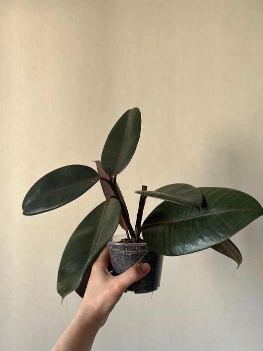Фікус каучуконосний (Ficus elastica.еластіка), сорт темнолистий