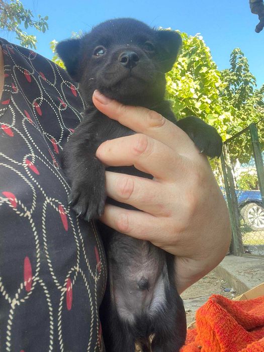 Новенькие детки-щенки.