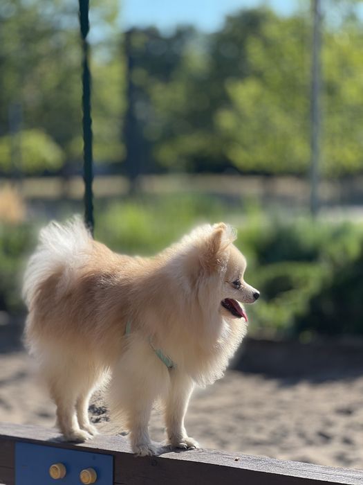 Пропонуємо вʼязку (случка шпица) кремовий померанський шпіц