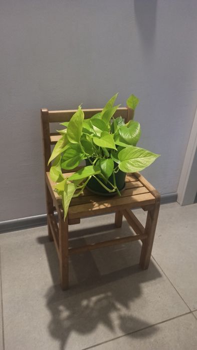 Епіпремнум Голд / Epipremnum Gold