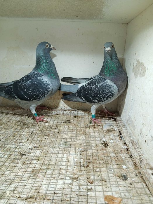 11.Gołębie pocztowe. Para NL Cor Leytens/Cor j De Heide