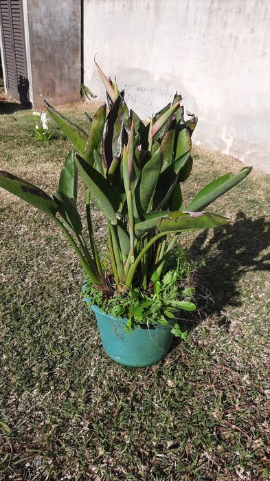 2 vasos com estrelicias
