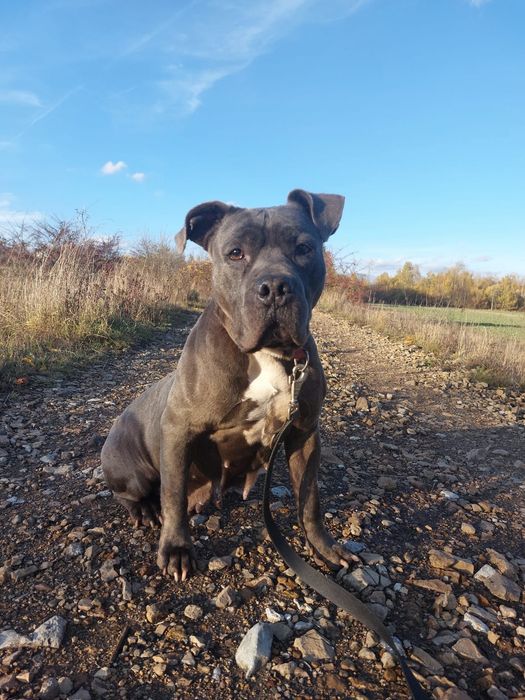 Lexi- cudowna i łagodna suczka amstaff