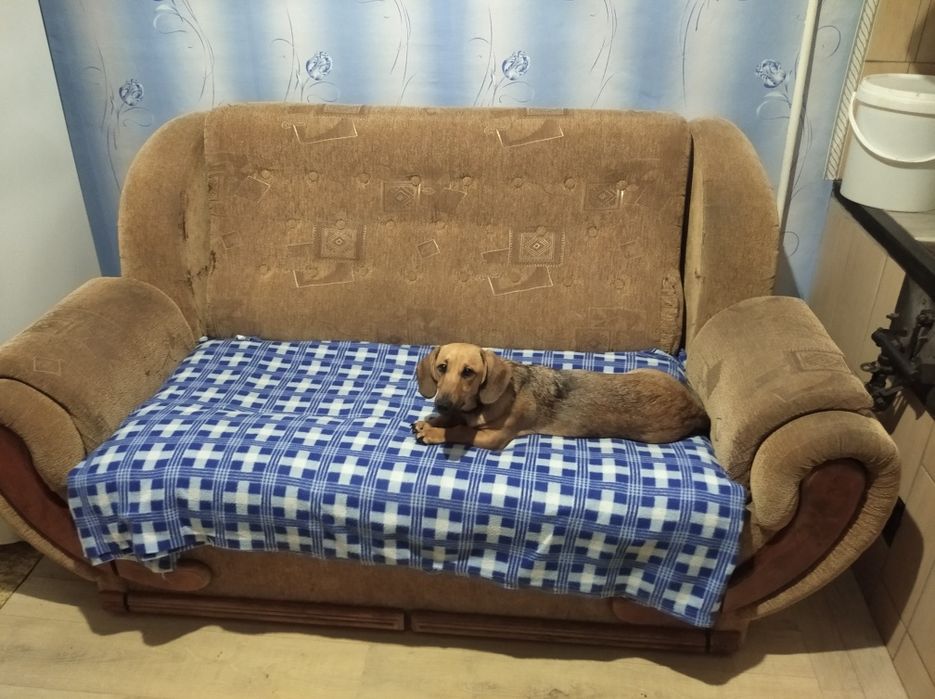 Красуня,дівуля такса