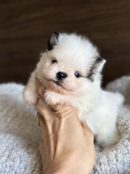 POMERANIAN szpic miniaturowy  miś SUNIA  :)