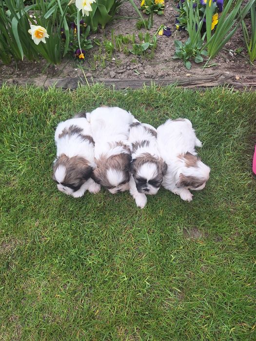 Już do odbioru pieski shih-tzu  wzorcowe mini