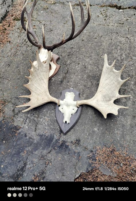 Piękny wieniec łosia