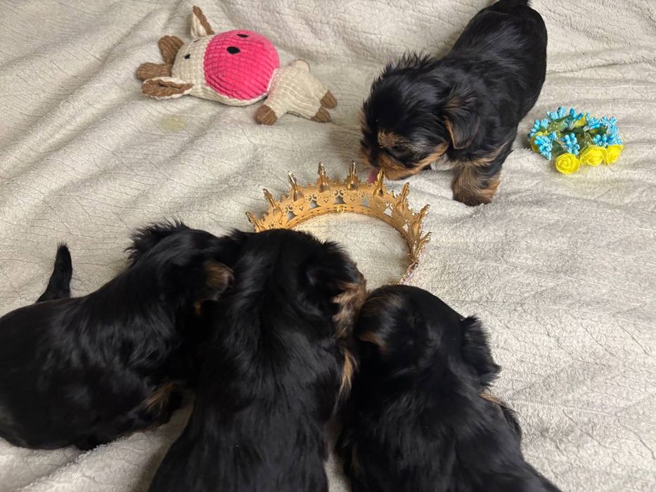 Очаровашки обояшки