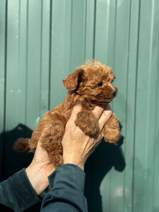 Мальтипу ред браун мини размер девочка