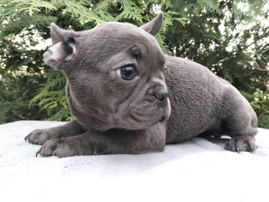 Szczeniak Buldog Francuski Blue