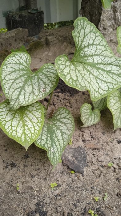 Брунера.              .