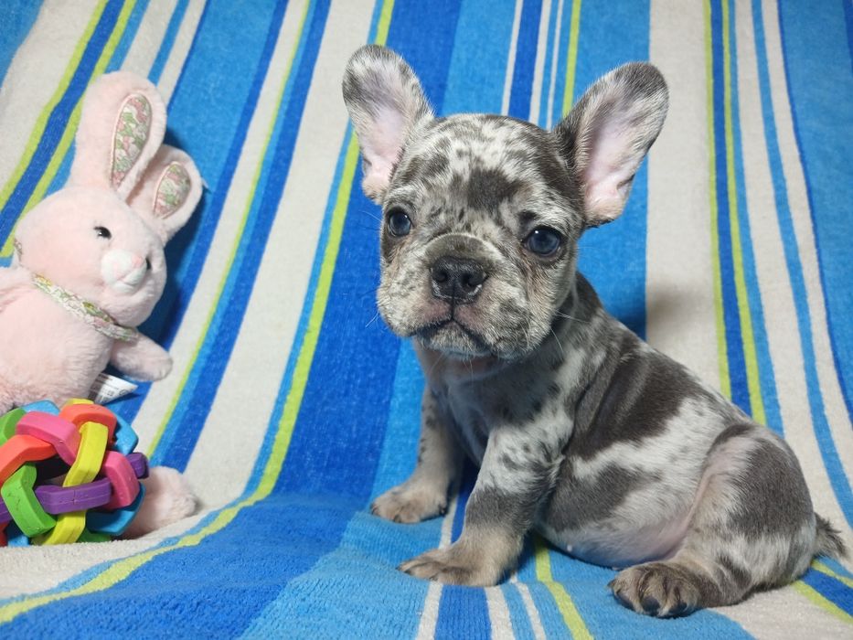 Французский бульдог мальчики