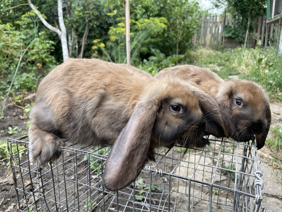Французький баран